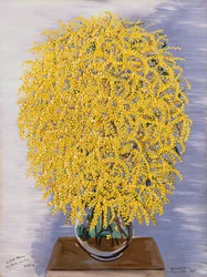 Mimosaer