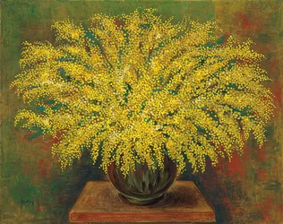 Mimosaer