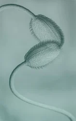 Delikate valmueknopper