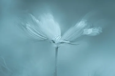 Drømmende blå blomst