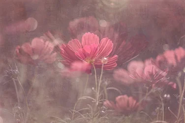 Drømmende lyserøde kosmosblomster