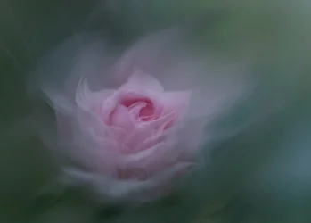 Drømmende lyserød rose