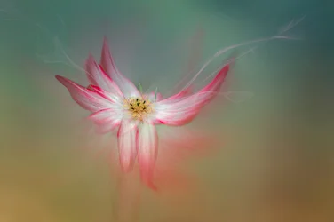 Æterisk lyserød blomst