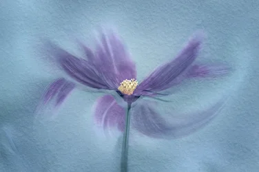 Æterisk lilla blomst
