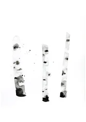 Ghost Birch, 2022 (akvarel på Langton, 300 gsm koldpresset papir)