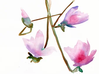 Magnolia 1, 2022 (akvarel på Langton, 300 gsm koldpresset papir)