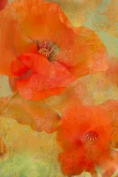 Levende orange valmuer