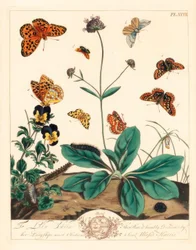 Fedtet fritillary, Euphydryas aurinia, højbrun fritillary, Fabriciana adippe, diskantmøl, Aplocera plagiata, plettet gul, Pseudopanthera macularia, og crimson og guldmøl, Pyrausta purpuralis, på djævlebit fnat, Succisa pratensis og