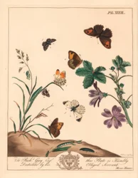 Engbrun sommerfugl, Maniola jurtina, skovfrue eller orange spids, Anthocharis cardamines og grizzled skipper, Pyrgus alveolus
