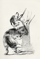 Halvavlet hyrdehund, der kærtegner sin herre, fra Charles Darwins 