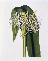 Crinum Declinatum, Plade 43 fra 
