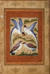 Fugle. Miniature gouache fra moghole skolen. 1590-1600. Paris, Guimet-museet, Nationalmuseet for asiatisk kunst