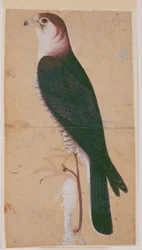 Falken