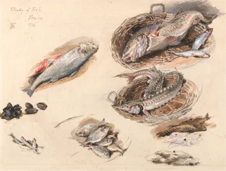 Undersøgelse af fisk, Venedig