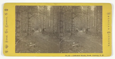 Cathedral Woods, North Conway, N.H., midten af det 19. århundrede.