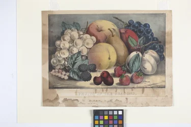Årstidens frugter (håndkoloreret litografi)