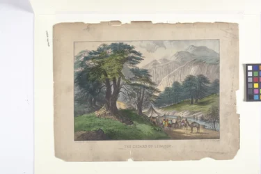 The Cedars Of Libanon (håndfarvet litografi)