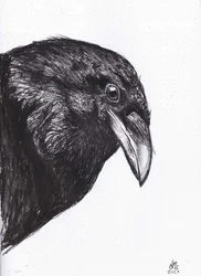 Krage eller ravn, 2020