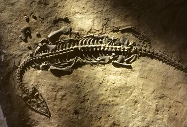 Fotografi af et marint hvirveldyrsfossil fra Trias-perioden fra en Pachypleurosaurus