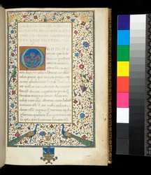 Ms 336. Sallust, Catilina og Jugurtha, f. 1r. Fuld illumineret bort med påfugle, kaniner, grønne parakitter og en due