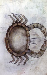 Sloane 3983 f.14v, En krabbe, stjernetegn for kræft