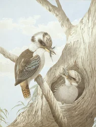 Kookaburras fodring ved en rede i et træ, 1892
