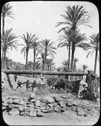 Vandhjul, Egypten, c1890