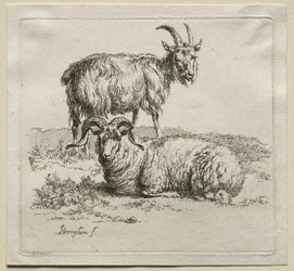 Animalia: Vædder og ged