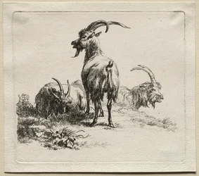 Animalia: Tre geder