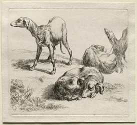 Animalia: Tre jagthunde