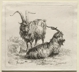 Animalia: To geder