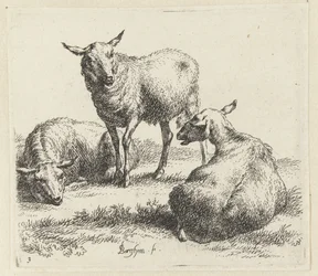Tør fårene Schapen (serietitel) Dyr draget til livet og trykt i vand af stærk luft af Nicolai Berchems atelier og kunst (serietitel)