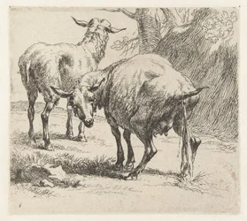 Pissende ooi en een schaap Schapen (serietitel) Dyr draget til livet og trykt i vand af stærk luft af Nicolai Berchems atelier og kunst (serietitel)