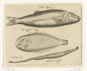 Sild, søtunge og pibefisk Libelivs diverse Genera piscium complectens (serietitel) Ferskvandsfisk, havfisk, frøer, krebsdyr og havdyr (serietitel)