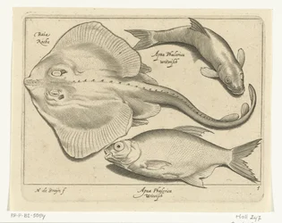 Rokke, brasen og hvidfisk Libelivs diverse Genera piscium complectens (serietitel) Ferskvandsfisk, havfisk, frøer, krebsdyr og havdyr (serietitel)