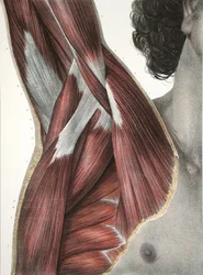 The Shoulder and Axilla, fra 