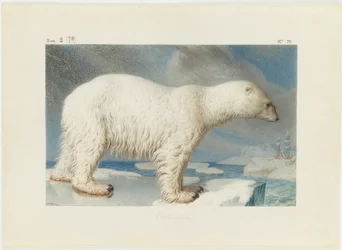 Isbjørn, 1796.