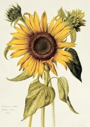 Helianthus annuus (solsikke), nr. 71 fra „Velins du Roi bd. 36“, ca. 1666-85