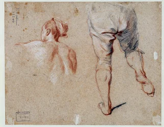 Studie af anatomi Olietegning af Nicolas Vleughels (1668-1737) 1700-tallets Paris, Louvre-museet