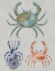 Havkrabber – akvarel