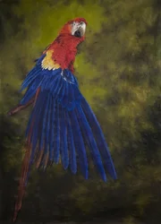 Scarlet macaw 2, 2009 (akryl på linned)