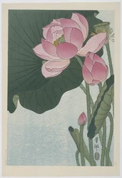 Blomstrende lotusblomster