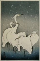 Gruppe af egrets