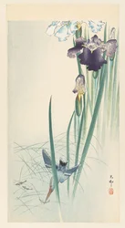 Isfugl og iris