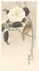 Sangfugl og blomstrende kamelia