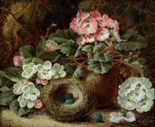Blomster (primula) og fuglerede. Maleri af Oliver Clare (ca. 1853-1927) Privat samling.