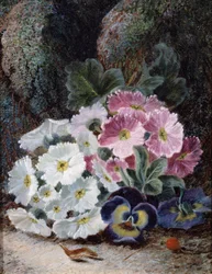 Stilleben med primula og tanker. Maleri af Oliver Clare (ca. 1853-1927) Privat samling.