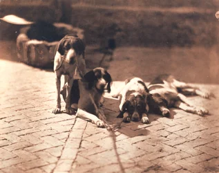 Jagthunde, ca. 1853 (salttryk)