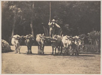 Six Oxen Team med deres chauffør