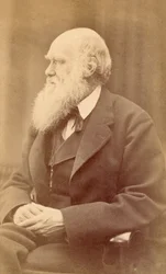 Portræt af Charles Darwin i en alder af 72, ca. 1871 (albumin print)